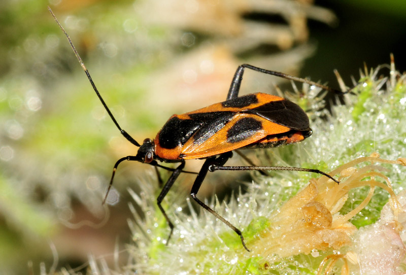 Miridae:  Calocoris nemoralis f. confluens  dalla Grecia